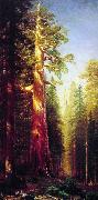 Albert Bierstadt The Great Trees, Mariposa Grove, California oil painting